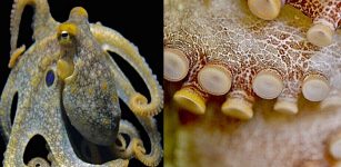Taking A Lesson In Evolutionary Adaptation From Octopus, Squid