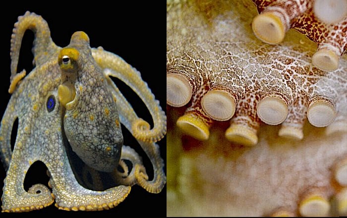 Taking A Lesson In Evolutionary Adaptation From Octopus, Squid