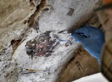 Grotesque Paintings Discovered Hidden Behind Secret Staircase In Palazzo Vecchio, Florence