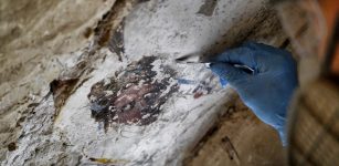 Grotesque Paintings Discovered Hidden Behind Secret Staircase In Palazzo Vecchio, Florence