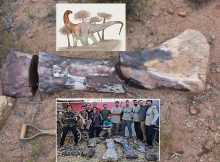 A Giant New Species Of Long-Necked Herbivorous Dinosaur - Discovered By Argentine Paleontologists 