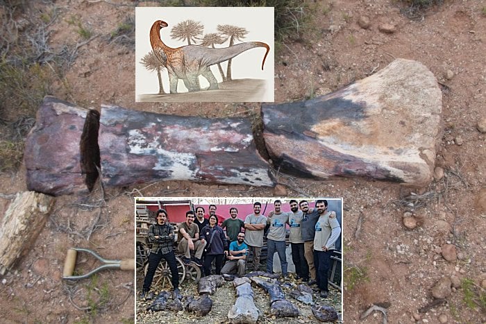 A Giant New Species Of Long-Necked Herbivorous Dinosaur - Discovered By Argentine Paleontologists 