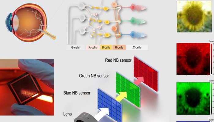 Bio-Inspired Device Captures Images By Mimicking Human Eye