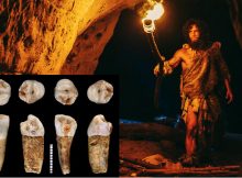 Tooth Enamel Provides Intriguing Clues To Hunter-Gatherer Lifestyle Of Neanderthals