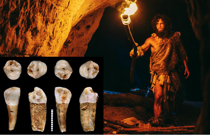 Tooth Enamel Provides Intriguing Clues To Hunter-Gatherer Lifestyle Of Neanderthals