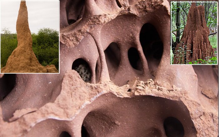 Termite Mounds Reveal Secret To Creating 'Living And Breathing' Buildings That Use Less Energy