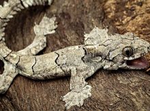 While the Mizoram parachute gecko was first collected in 2001, it was misidentified as a member of another species, Gekko lionotum. Credit: Lal Muansanga