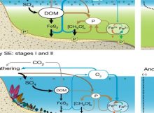 Earth's Oxygen-Rich Atmosphere And The Late Evolution of Animal Life - New Theory