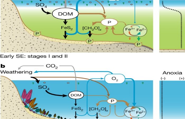 Earth's Oxygen-Rich Atmosphere And The Late Evolution of Animal Life - New Theory