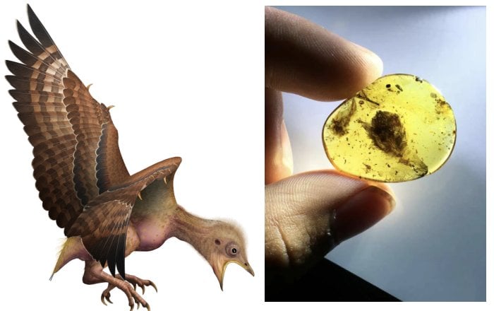 Why Ancestors Of Modern Birds Survived When All The Other Dinosaurs Died