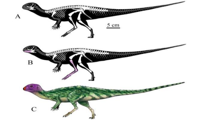 New Ancient Plant-Eating Dinosaur Species - Discovered In Thailand