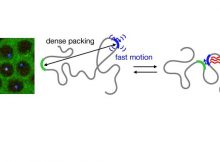 How The Motion Of DNA Controls Gene Activity - DNA Organization In Real-Time: