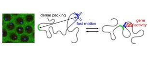 How The Motion Of DNA Controls Gene Activity - DNA Organization In Real-Time: