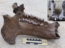 Madagascar Hippos Were Forest Dwellers - New Study