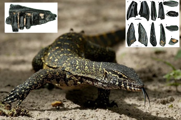 Giant Monitor Lizards That Lived In Switzerland 17 Million Years Ago – Discovered