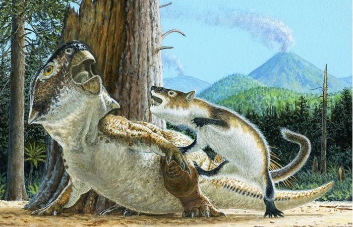 Unusual Fossil Shows Rare Evidence Of A Mammal Attacking A Dinosaur