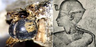 Strange And Rare Discovery - Hundreds of Mummified Bees From The Time Of The Pharaohs Discovered In Portugal