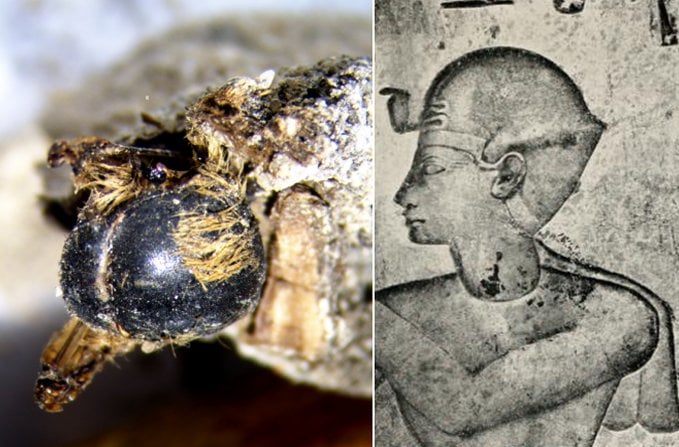 Strange And Rare Discovery - Hundreds of Mummified Bees From The Time Of The Pharaohs Discovered In Portugal