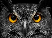 Spooky, Stealthy Night Hunters: Revealing The Wonderful Otherworld Of Owls