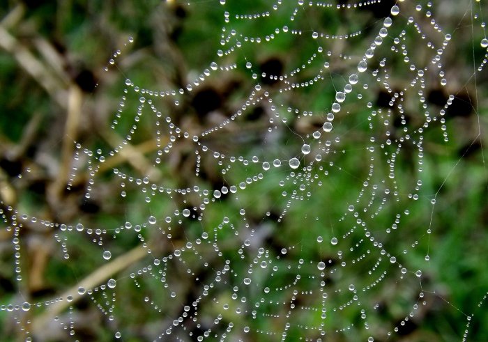 Inspiration From Spider Webs And Beetles To Harvest Fresh Water From Thin Air