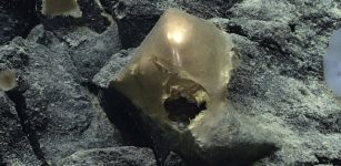 What Is The Mysterious Golden Egg Found On The Ocean Floor In The Gulf Of Alaska?