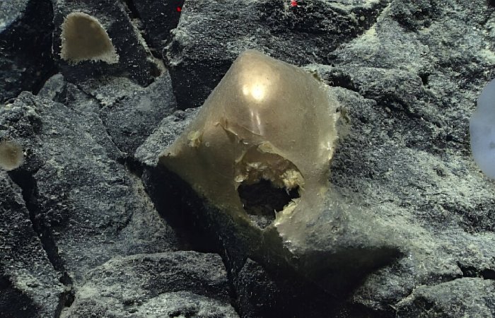 What Is The Mysterious Golden Egg Found On The Ocean Floor In The Gulf Of Alaska?