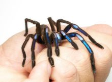 Jewel Of The Forest: New Electric Blue Tarantula Species Found In Thailand