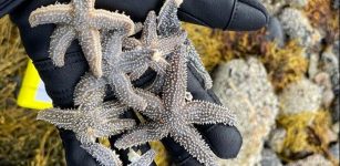 Evidence Of Sea Star Species Hybridization - Found