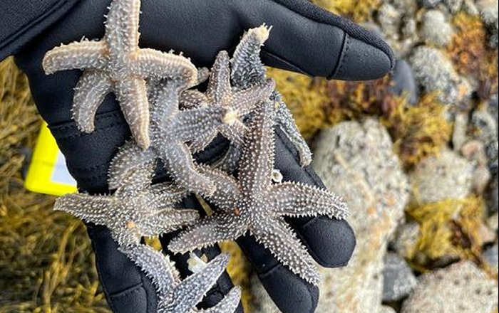 Evidence Of Sea Star Species Hybridization - Found