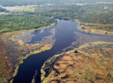 The water of the Ruki River in the Congo Basin is as dark as tea due to a high concentration of dissolved organic substances. Credit: Matti Barthel / ETH Zurich