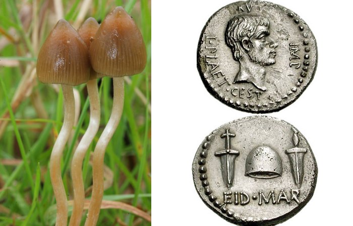 Strange Tale How The Liberty Cap Mushroom Got Its Name Starts In Ancient Rome