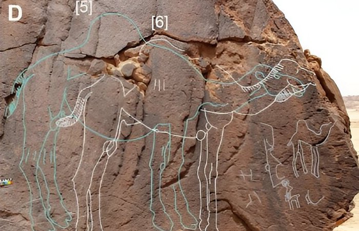 Remarkable Neolithic Life-Sized Camel Engravings Discovered In The Nefud Desert