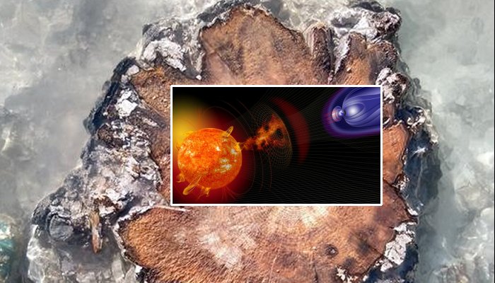 Largest Ever Solar Storm Identified In Ancient 14,300-Year-Old Tree Rings