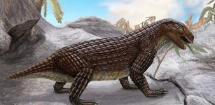 Surprisingly Complex History Of Crocodiles - New Study