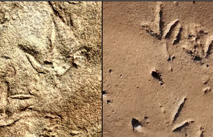 290-Million-Year-Old Bird-Like Footprints Left By Unknown Animals Found In Africa