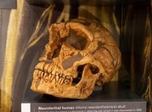 Why Is La Ferrassie Man A Unique And Famous Neanderthal?