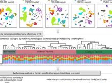 Study Reveals Genes That Set Humans Apart From Other Primates In Cognitive Ability