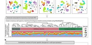 Study Reveals Genes That Set Humans Apart From Other Primates In Cognitive Ability