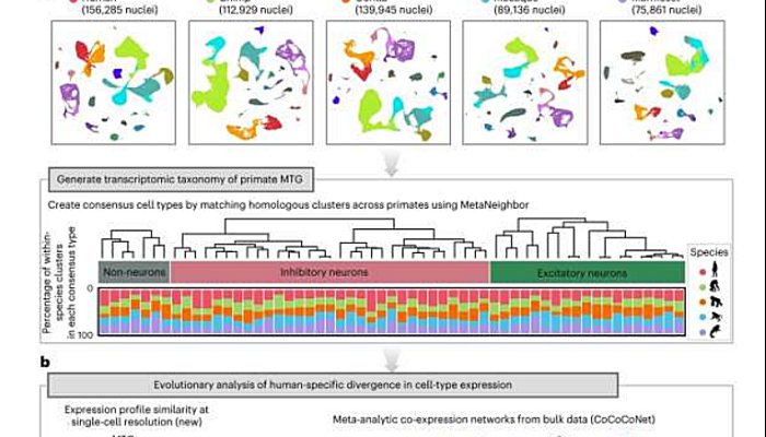 Study Reveals Genes That Set Humans Apart From Other Primates In Cognitive Ability