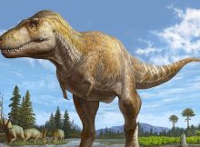 Key Clues About T. rex’s Origin In North America - Researchers Restudy Fossils