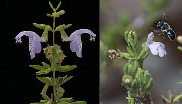 These Florida's Plants Are On The Brink Of Extinction And Disappear Soon