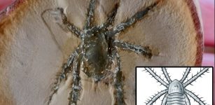 Remarkable Spiny-Legged 308-Million-Year-Old Arachnid - Discovered In The Mazon Creek Fossil Locality