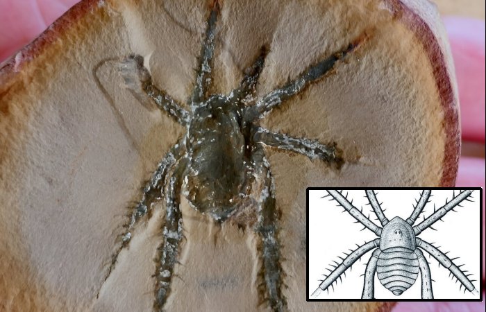 Remarkable Spiny-Legged 308-Million-Year-Old Arachnid - Discovered In The Mazon Creek Fossil Locality