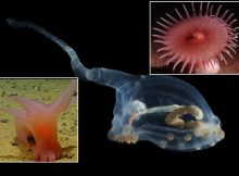 Unknown And Fascinating Species Discovered On Deep-Sea Expedition