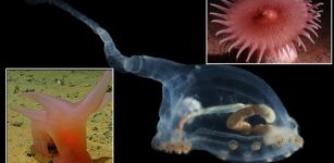 Unknown And Fascinating Species Discovered On Deep-Sea Expedition