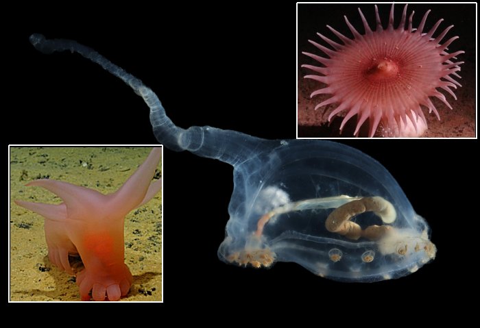 Unknown And Fascinating Species Discovered On Deep-Sea Expedition