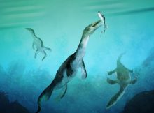 Oldest Polar Sea Reptile Fossil Ever Found In Southern Hemisphere