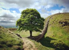 Legacy Of The Iconic Sycamore Gap Tree – Historical Landmark At Hadrian’s Wall