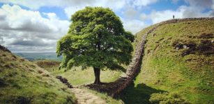 Legacy Of The Iconic Sycamore Gap Tree – Historical Landmark At Hadrian’s Wall