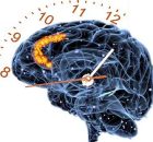Study Reveals How Brains Track Time